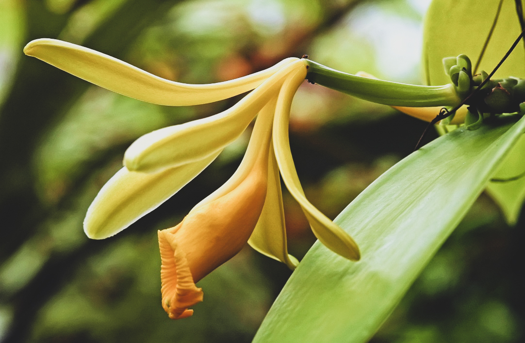 Vanilleblüte