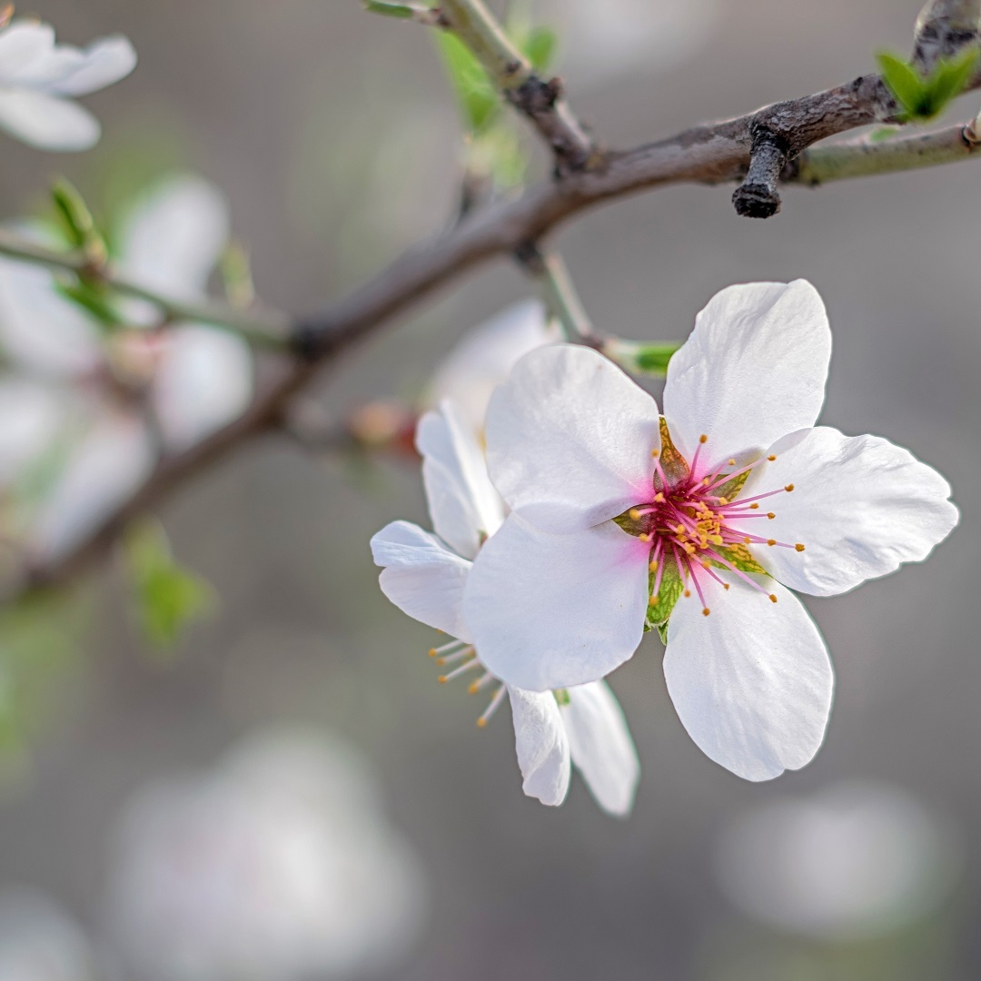 Mandelblüte