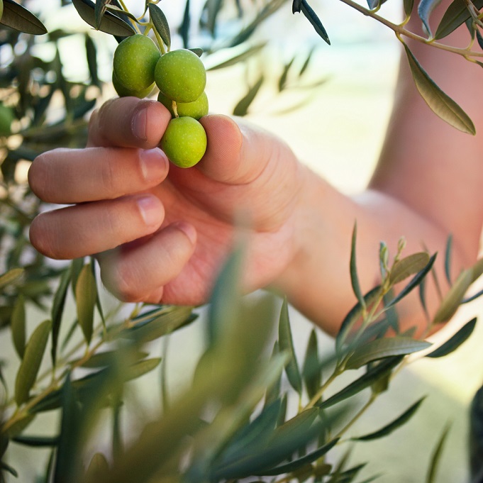 Olivenzweig mit grünen Oliven