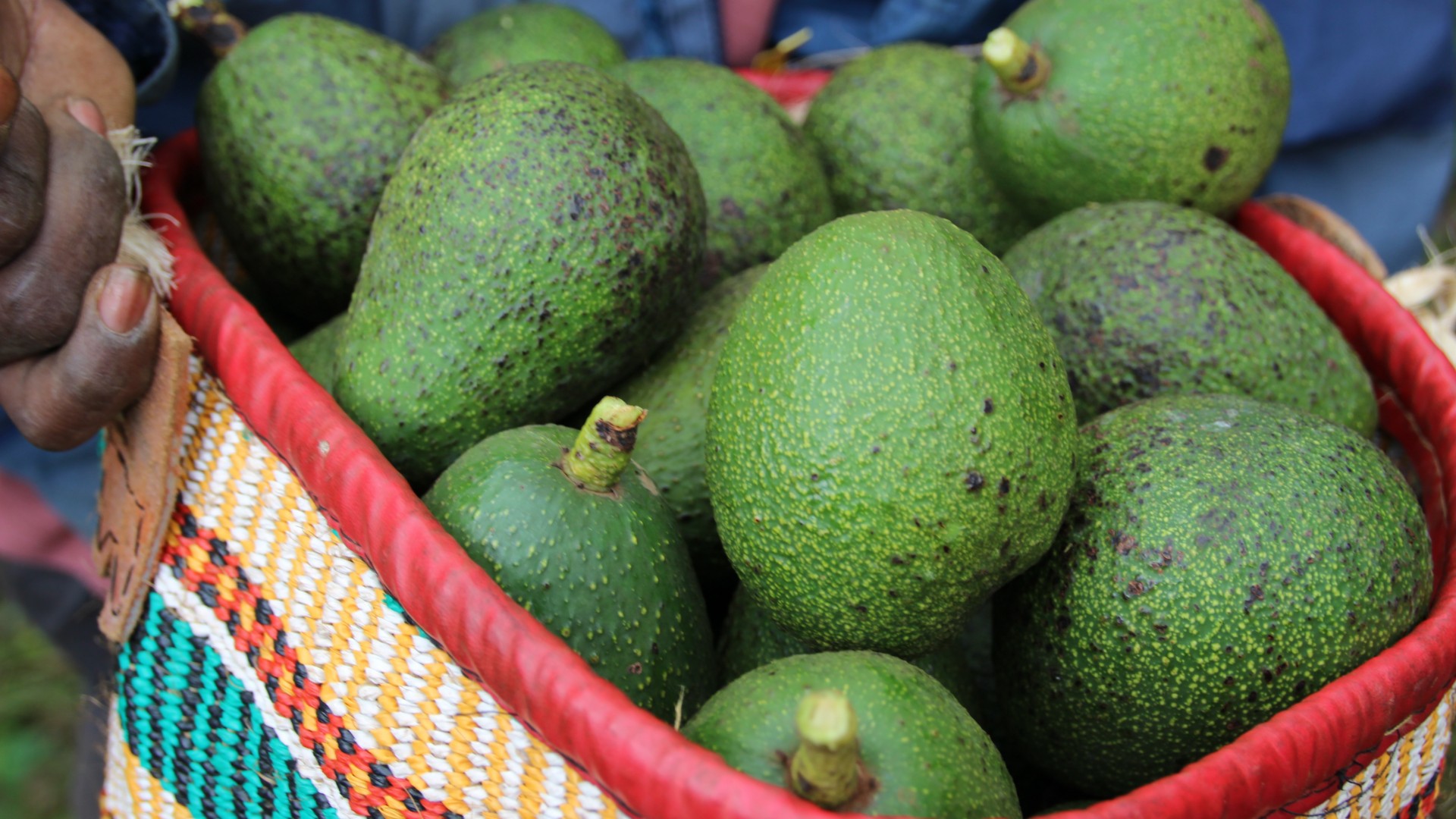 Image result for avocado farming in kenya