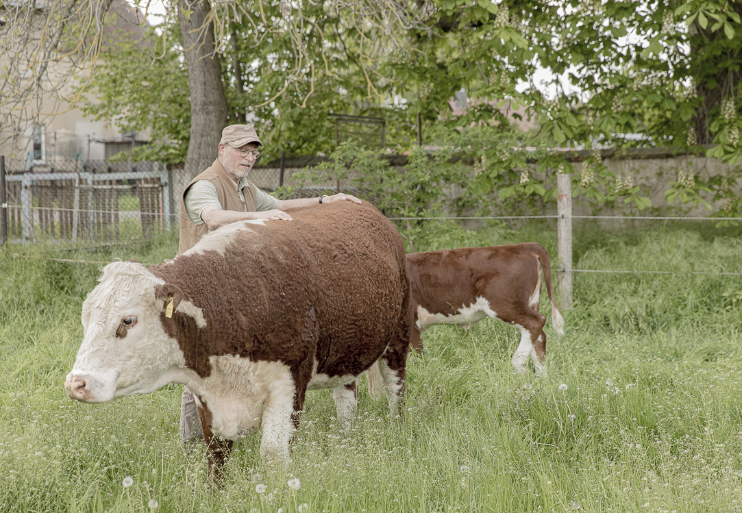 Landwirt Axel Heinze verpasst seiner Kuh eine Rückenmassage