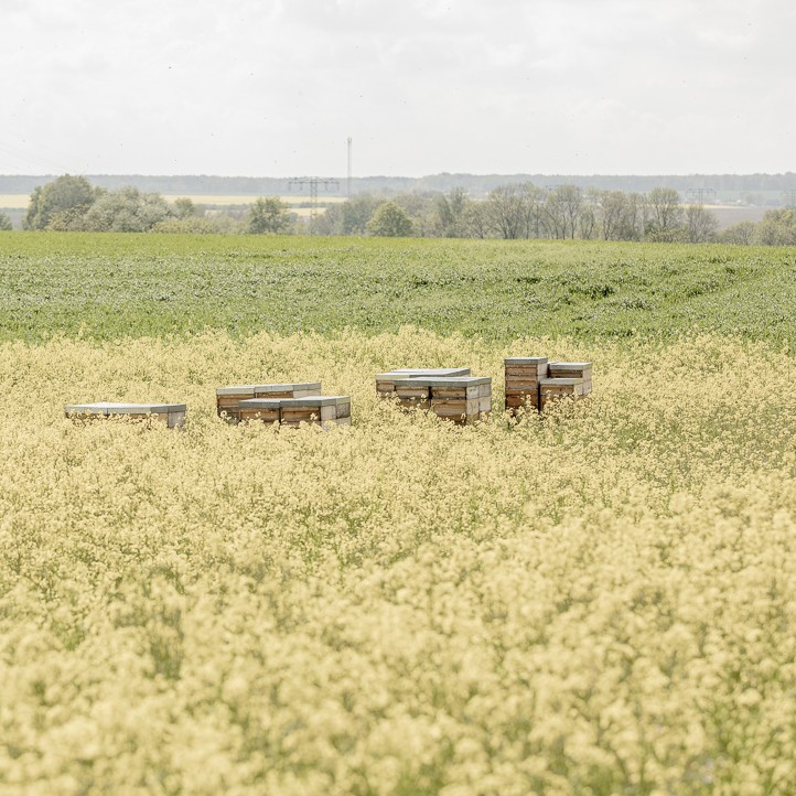 Bienenstock im Rapsfeld